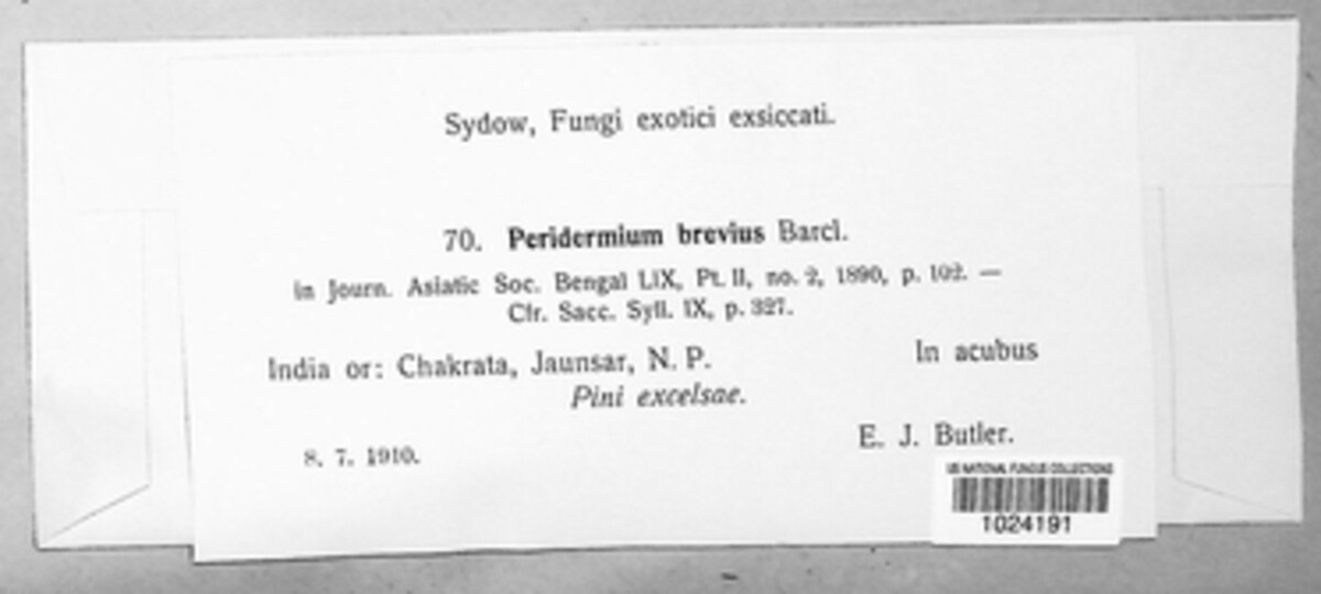 Peridermium brevius image